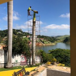 Corte de Palmeiras em Área de risco