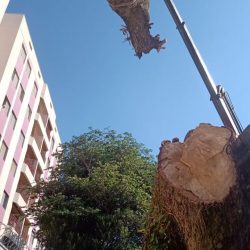 Remoção de uma Mangueira Seca Instituto Ser
